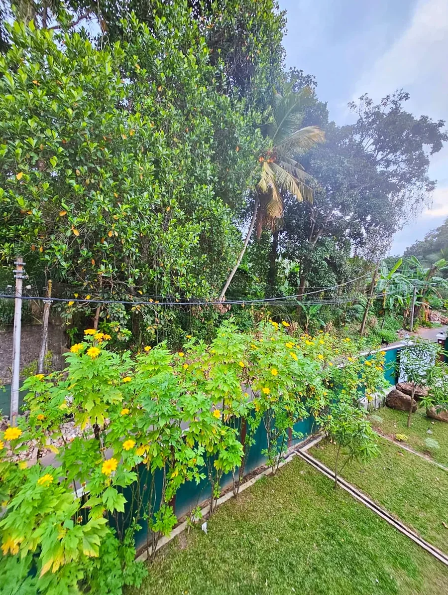 Pelouse, arbres et plantes tropicales autour de la villa — Syndeo Garden, Hikkaduwa